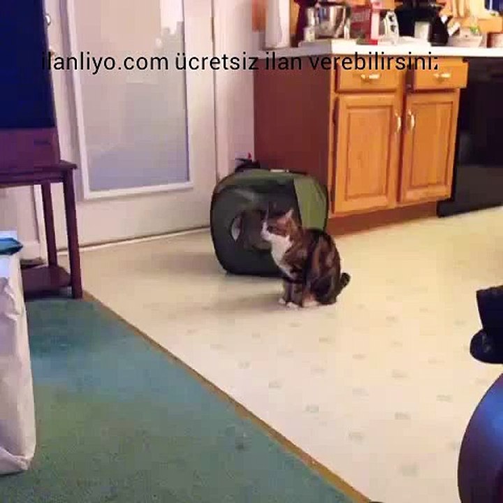 Evde yalnız kalan kedi ne yapar
