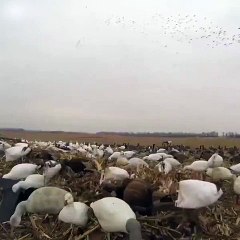 Des canards ont une surprise