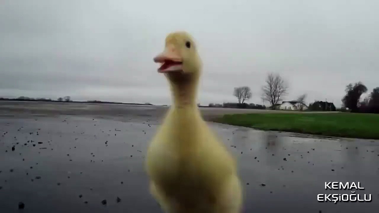 Koca İsteyen Ördek