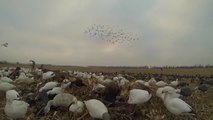 Chasse surprise aux canards dans le Kansas