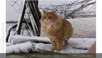 VERONA,  CERCO  GATTO ROSSO PELO LUNGO