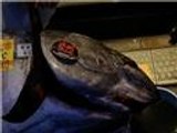 سمكة تونة عملاقة تباع بـ37 ألف دولار بطوكيو