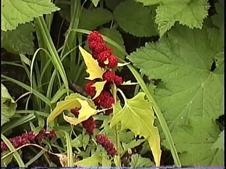 Bella Coola Natural History: Vaux's Swift, Caterpillar