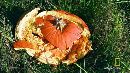 The Rifle vs. Drone Showdown