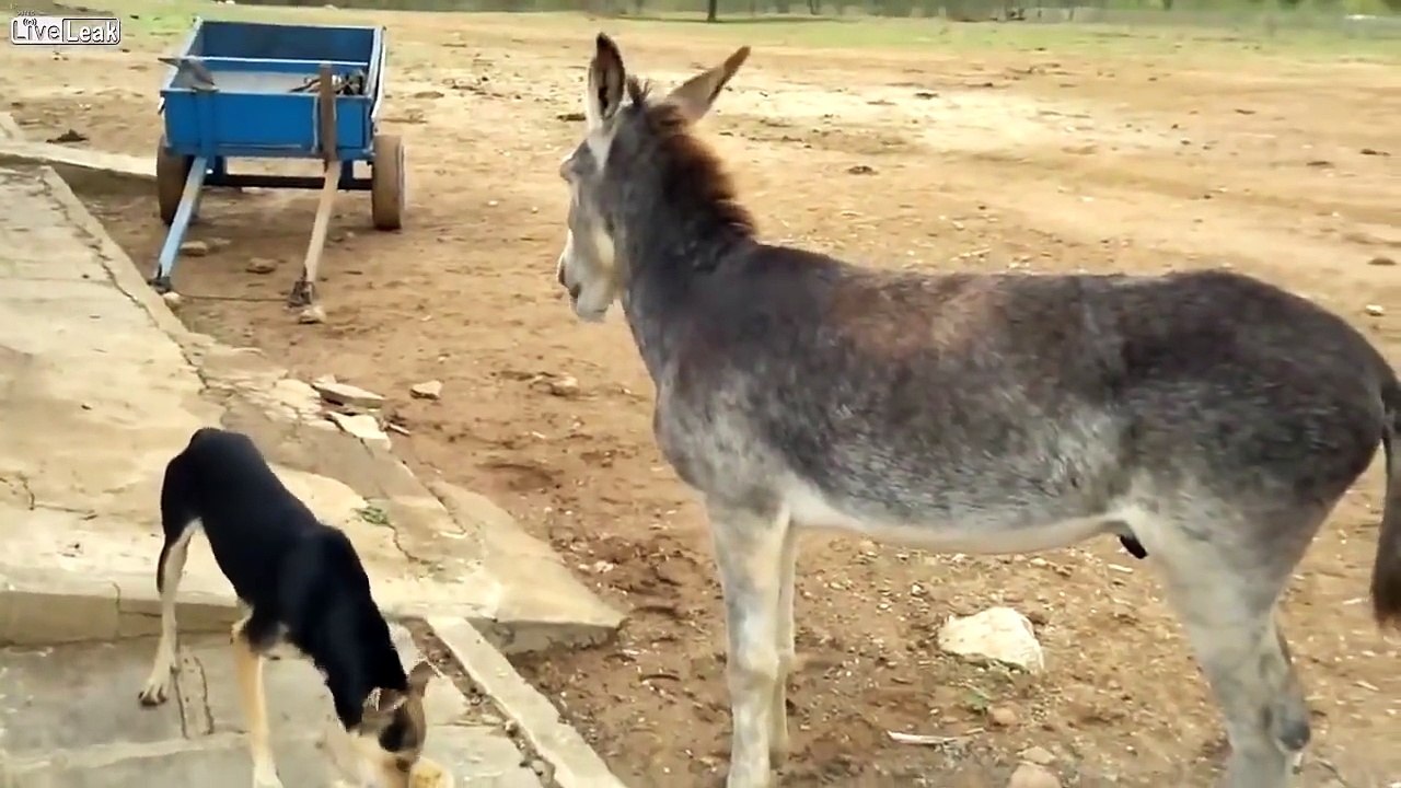 Eşeğin Köpekten İntikamı Kötü Oldu
