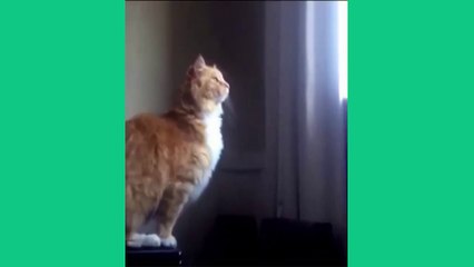 Cute Funny Cats Jump Fail