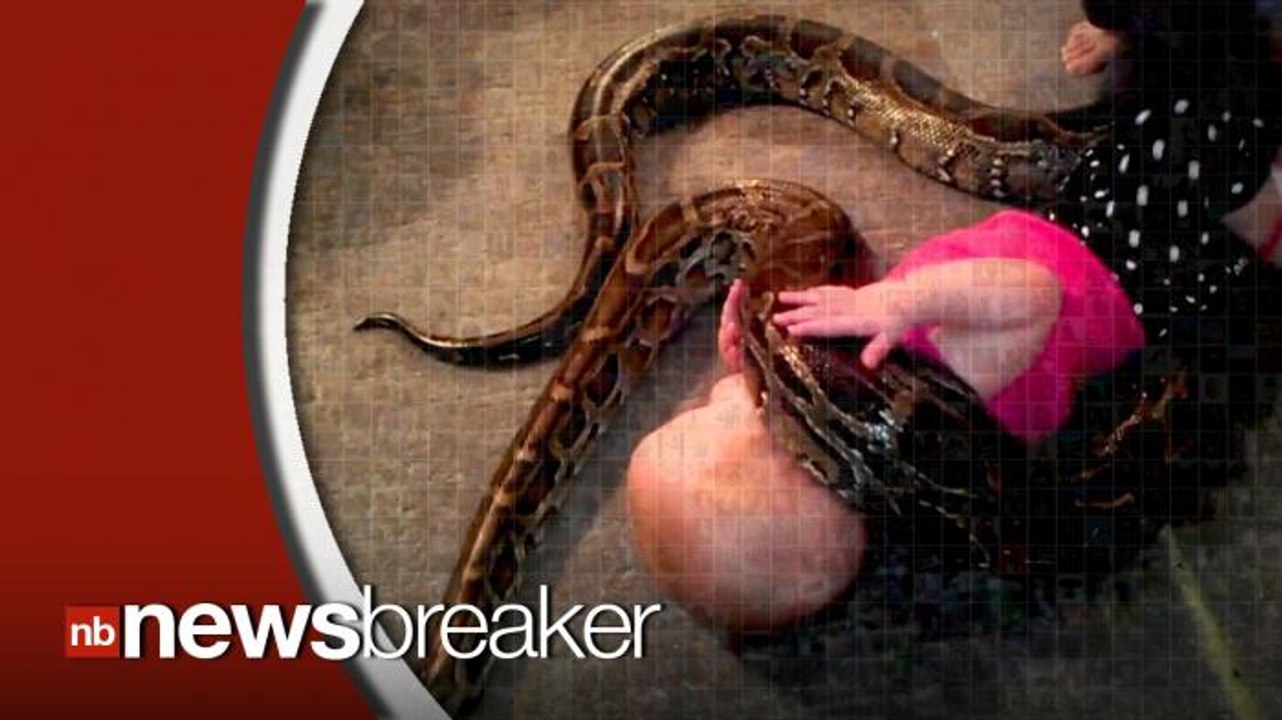 Terrifying Video Shows Baby Playing with Giant Python