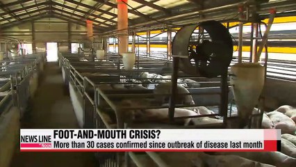 First suspected case of FMD in cows found at farm in Gyeonggi-do Province