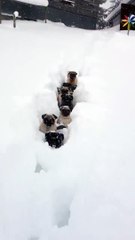 Cute Pugs Ready For Play In Winter
