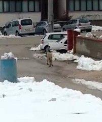 Anne Köpekten İnsanlık Dersi