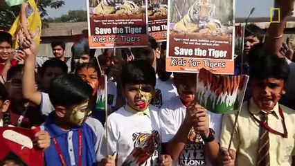 To Save Tigers, India Turns to Kids
