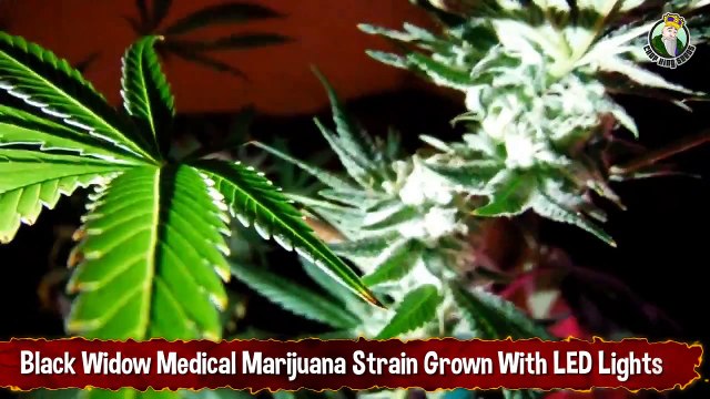 Black Widow Medical Marijuana Strain Review Grown With LED Lights