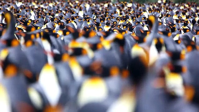 Up Close With King Penguins and Elephant Seals