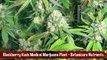 Blackberry Kush Medical Marijuana Plant - Botanicare Nutrients and AACT