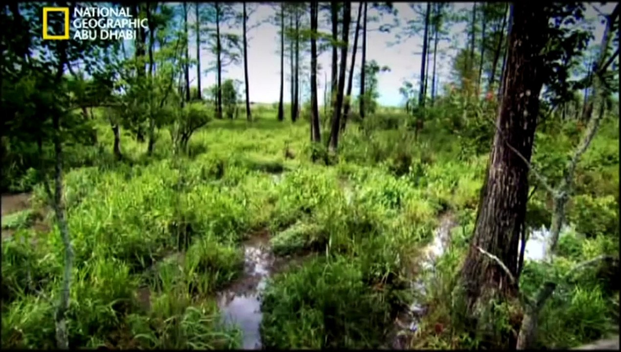 ‫وثائقي -  حيوانات خارقة القوة- حيوانات قاتلة  HD‬‎