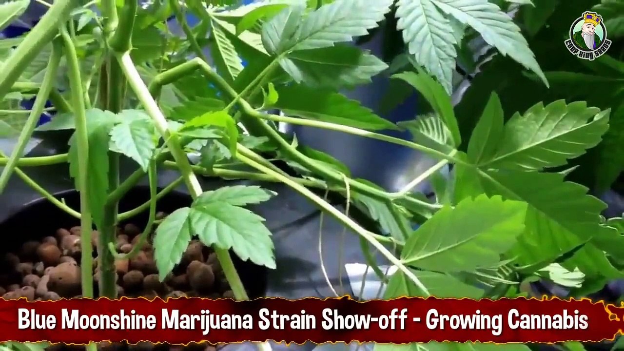 Blue Moonshine Marijuana Strain Show off - Growing Cannabis