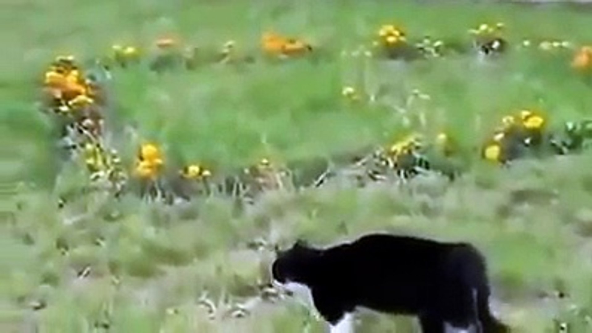 Altercation Entre Un Chat Et Un Chien Qui Va Gagner Video Dailymotion