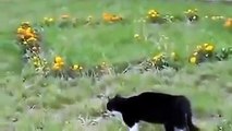 Altercation entre un chat et un chien, qui va gagner ?!