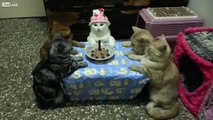 Sinh nhật của mèo béo