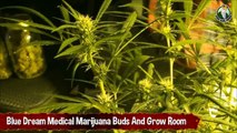 Blue Dream Buds And Grow Room MMJ Medical Marijuana Cannabis