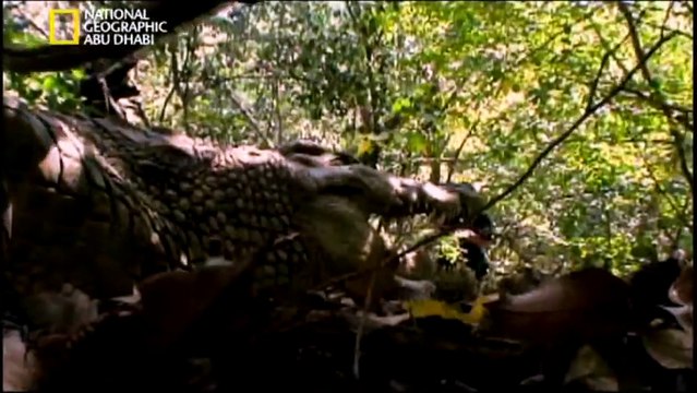 ‫وثائقي - مواجهات حتمية- اكلة البشر HD‬‎