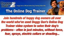 Obedience Training For Dog - The Online Dog Trainer