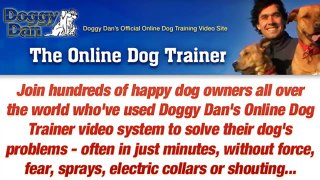 Obedience Training For Dog - The Online Dog Trainer