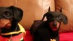 BATDOG & Robin better than Batman : cute dogs are our new favorite superheroes!