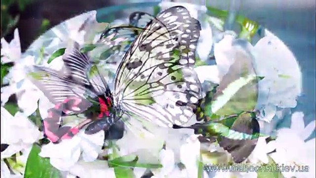 Кормление бабочек дома, babochki.kiev.ua