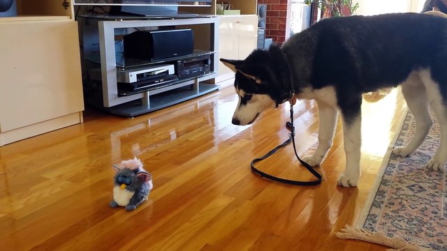 Un bébé Husky effrayé par un jouet Furby qui parle!