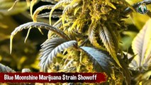 Blue Moonshine Marijuana Strain Showoff