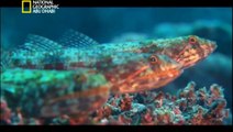 ‫وثائقي - أسرار الحاجز المرجاني العظيم HD‬‎