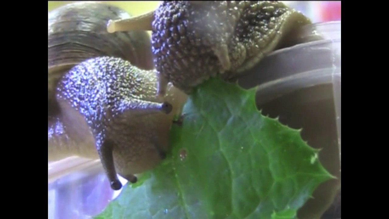 escargot avec visuel