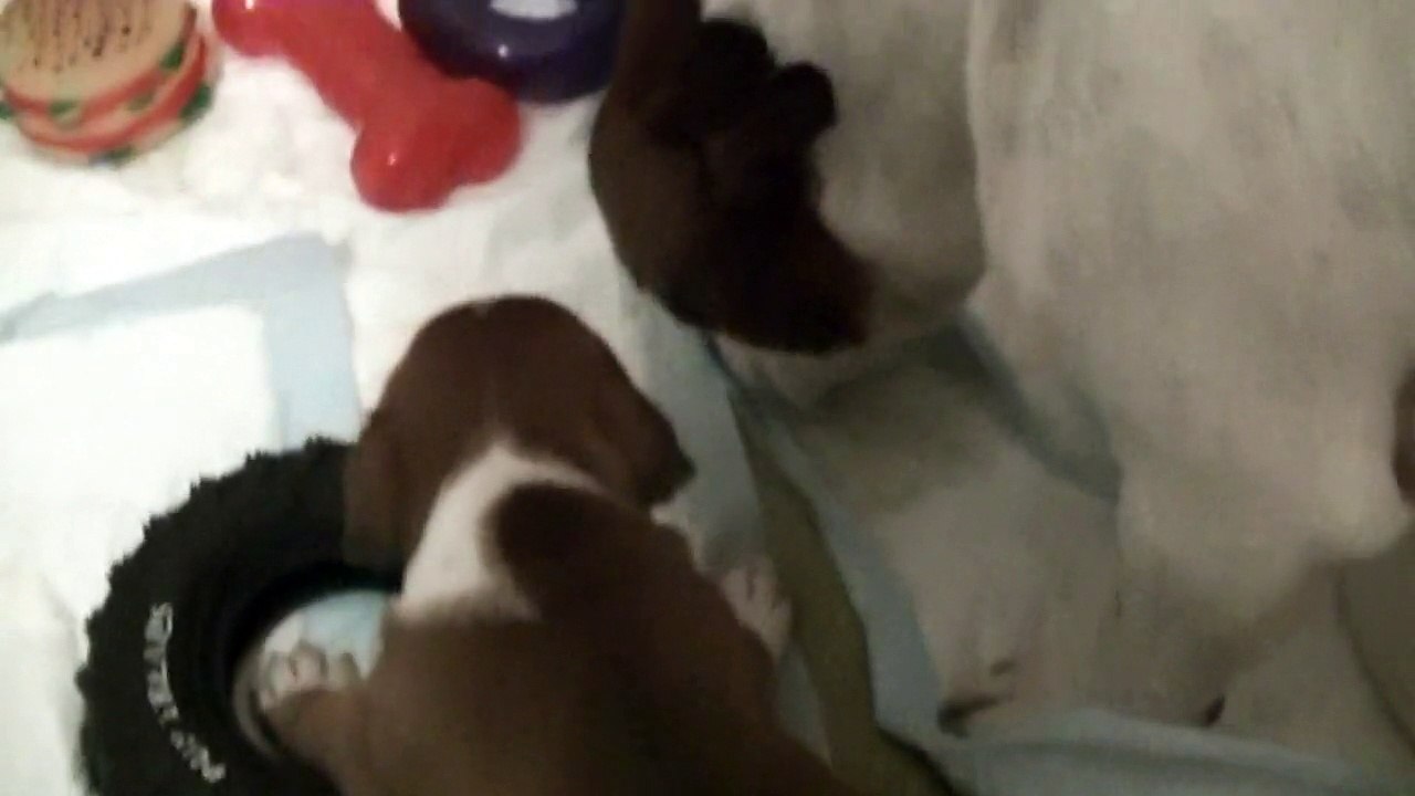 41ème vidéo de chiot staffie de la 18ème portée de Staffordland