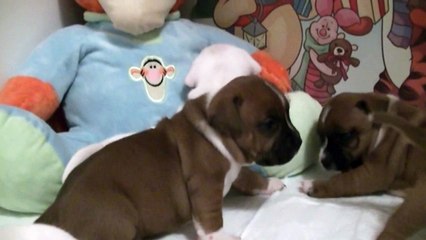 42ème vidéo de chiot staffie de la 18ème portée de Staffordland