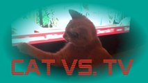 Russian Blue Cat vs. TV