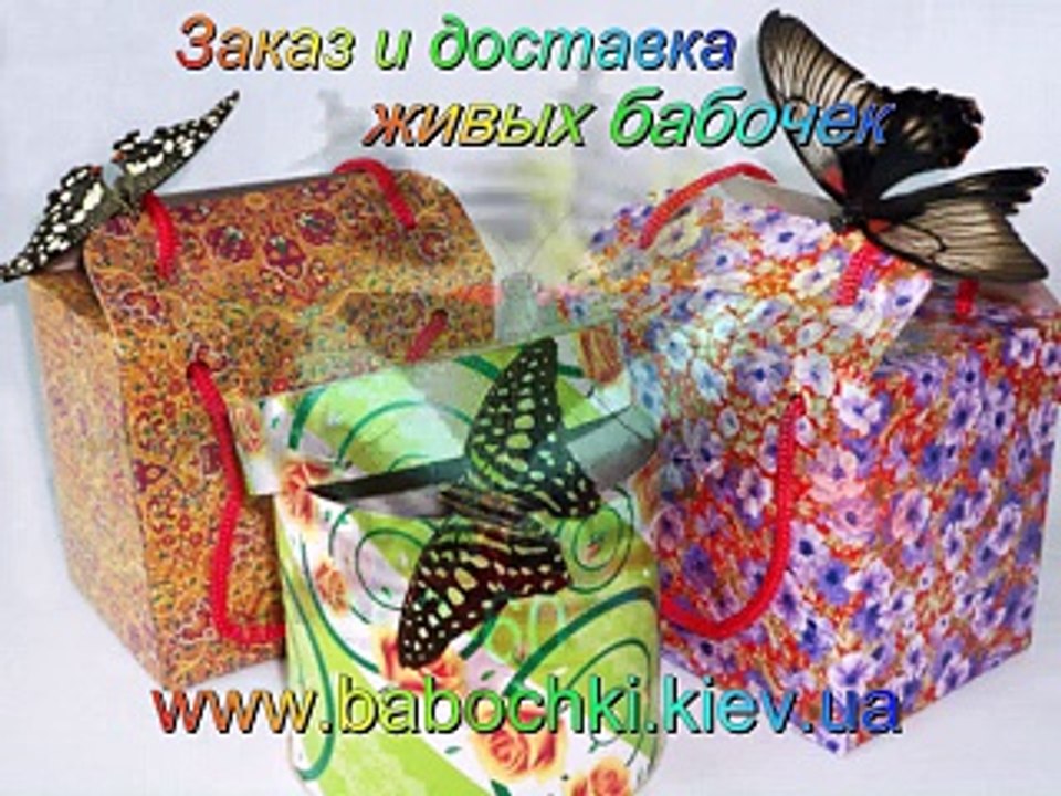 Живые бабочки в подарок - www.babochki.kiev.ua +38050 958-60-70 Ася