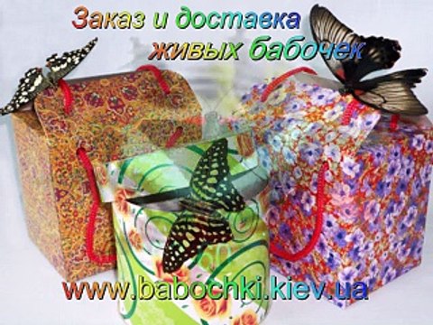 Живые бабочки в подарок - babochki.kiev.ua +38050 958-60-70 Ася