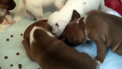 45ème vidéo de chiot staffie de la 18ème portée de Staffordland