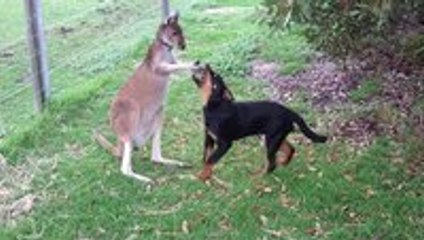 A kangaroo playing with a rottweiler