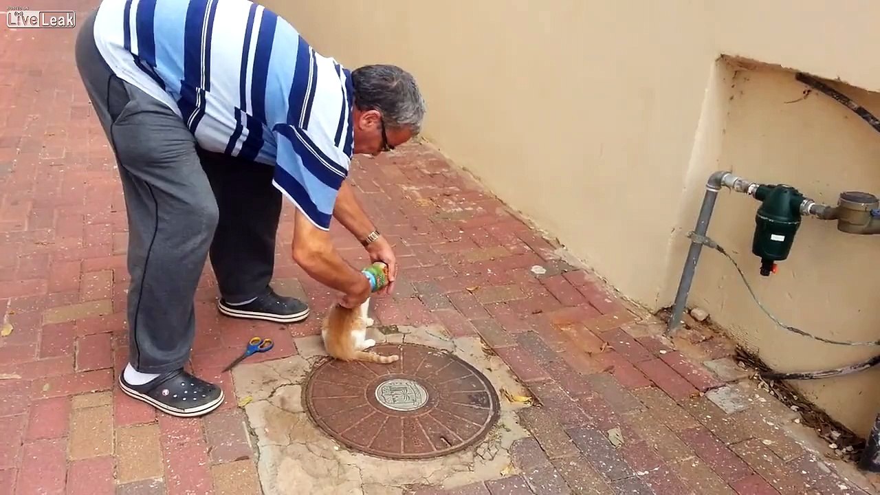 LiveLeak_com - Canned Kitty