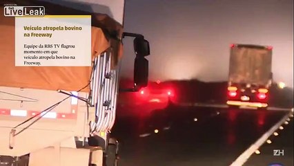 LiveLeak_com - Cow gets hit by car