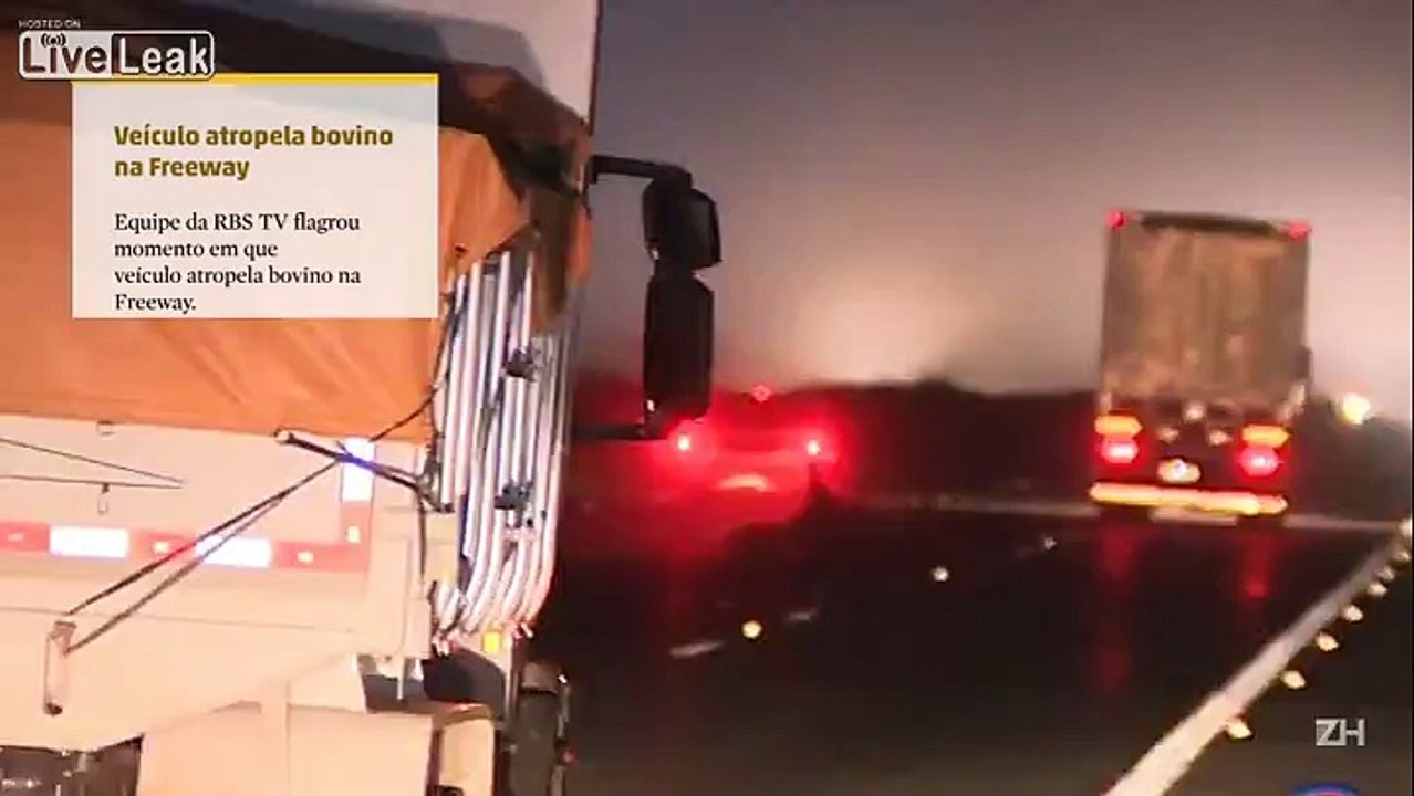 LiveLeak_com - Cow gets hit by car
