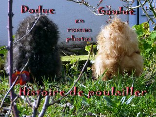 Histoire de poulailler