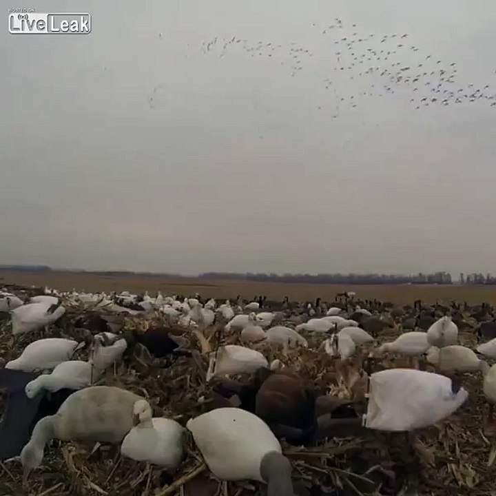 LiveLeak_com - Surpriiiiiiiiise