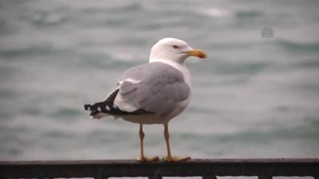 Kar Yağışı - Anadolu Yakası
