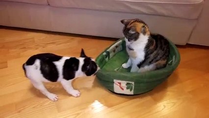 Un petit Bouledogue Français tente de récupérer son panier face à un chat très déterminé