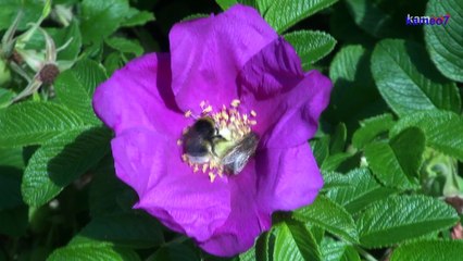 kameo7_314 Andrzej Rosiewicz na rok 2015 v.22