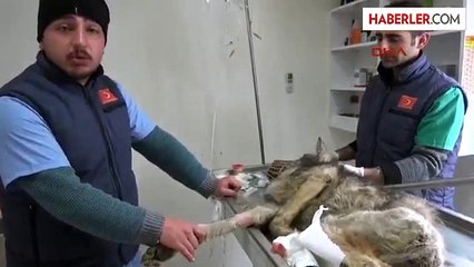 Kastamonu Aç Kalan Yavru Kurt Koruma Altına Alındı Ek Görüntü