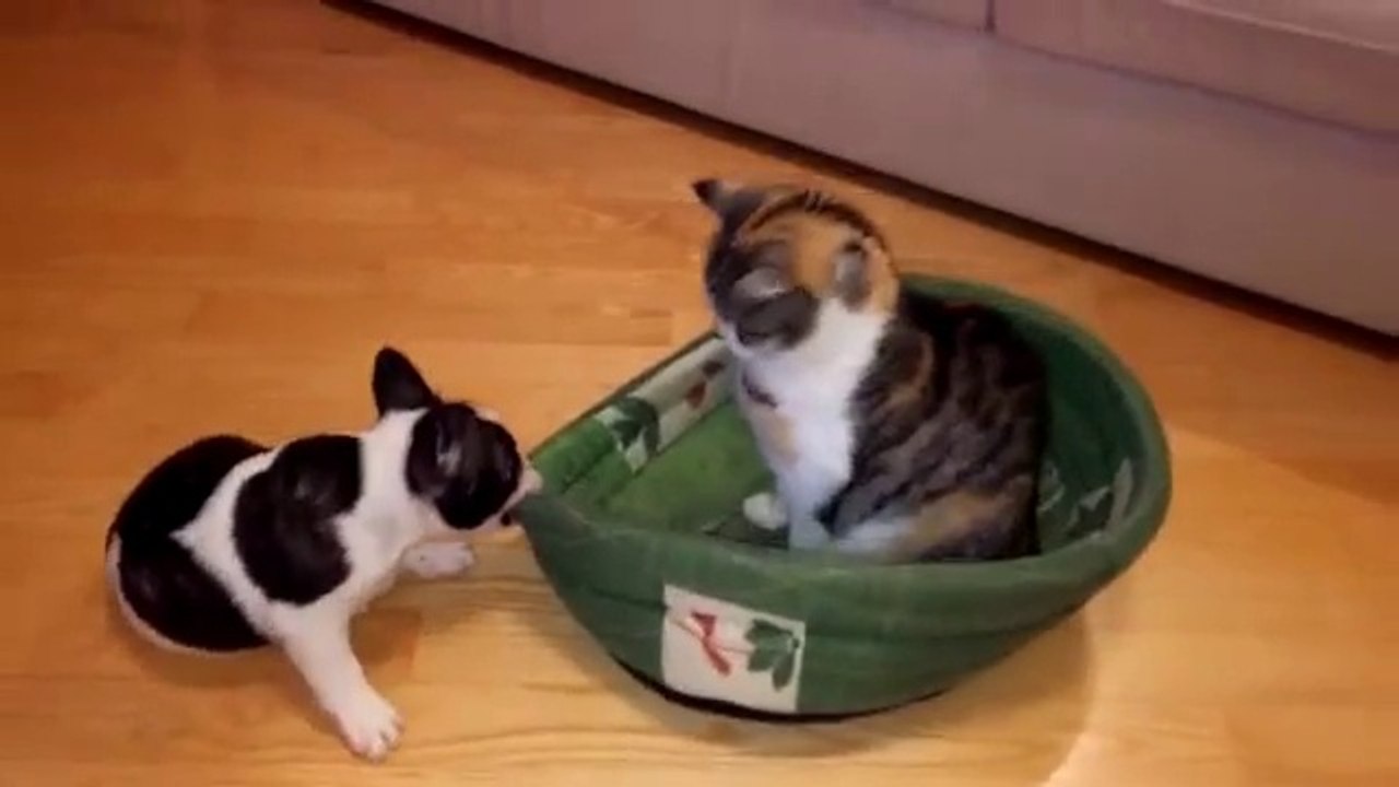 Un chiot veut récupérer son panier squatté par un chat
